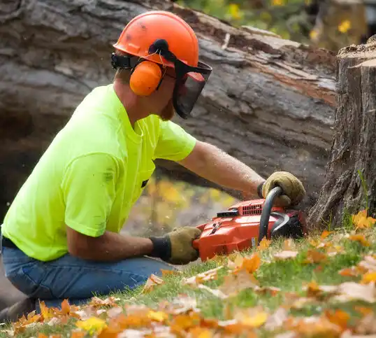 tree services Cañada de los Alamos